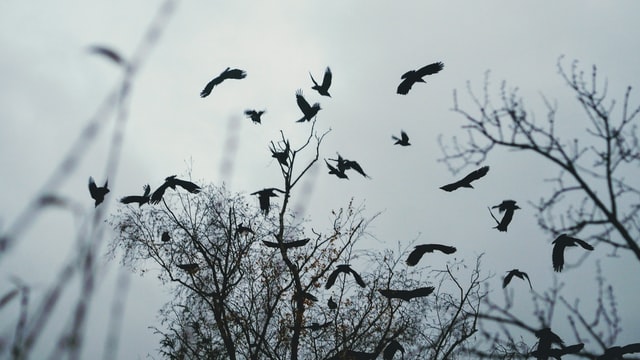 άτυπη κατάθλιψη πουλιά πετούν στον ουρανό