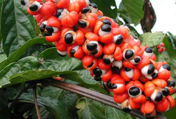 αφροδισιακά βότανα guarana