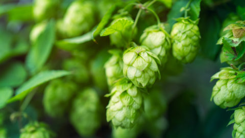 Λυκίσκος ιδιότητες και παρενέργειες βότανο