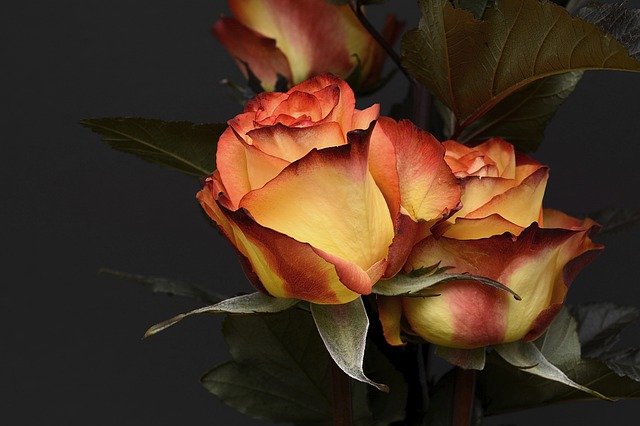 σαπιοσέξοαυλ sapiosexual τριαντάφυλλα 