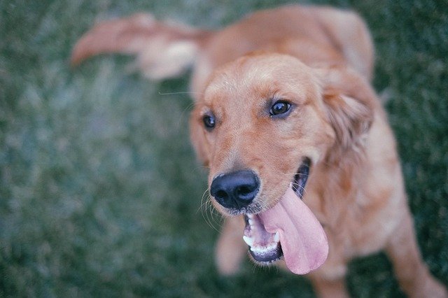 κατοικίδια και οφέλη στην ψυχική υγεία σκυλί με την γλώσσα έξω